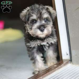 Clementine, Miniature Schnauzer Puppy